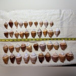 40 Florida Fighting Conch Shells.  Wide variety of shapes & sizes. Crafting!!!